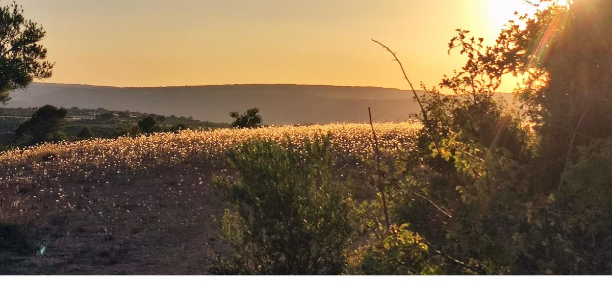 Evening on the camino — Ruta de la Lana